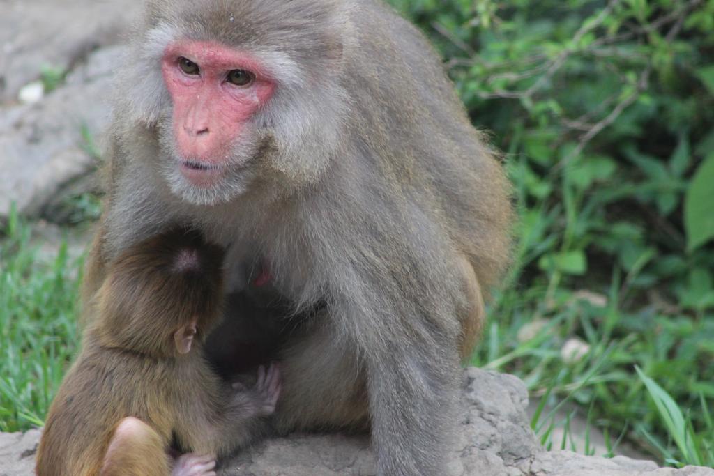 Bickey'S Homestay Pokhara Eksteriør bilde
